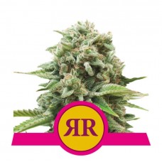 Семена конопли Royal Runtz Феминизированные Royal Queen Seeds