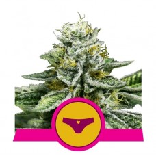 Семена конопли Sherbet Queen Феминизированные Royal Queen Seeds