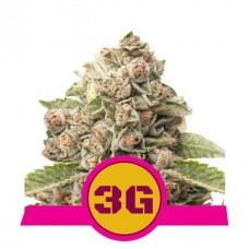 Семена конопли Triple G Феминизированные Royal Queen Seeds