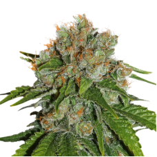 Семена конопли bonus Amnesia Autoflower Автофеминизированные Seed Stockers