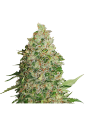 bonus BCN Critical XXL Feminized