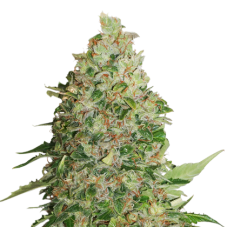 Семена конопли bonus BCN Critical XXL Feminized Феминизированные Seed Stockers