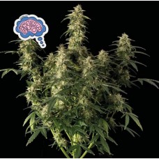 Семена конопли Amnesia Auto Автофеминизированные Seedsman seeds