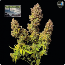 Семена конопли Northern Lights Auto Автофеминизированные Seedsman seeds