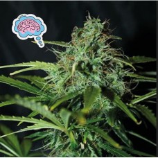 Семена конопли Amnesia Regular Регулярные Seedsman seeds