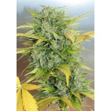 Семена конопли Auto AK47 Автофеминизированные Serious seeds