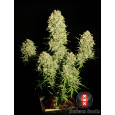 Семена конопли Chronic Феминизированные Serious seeds