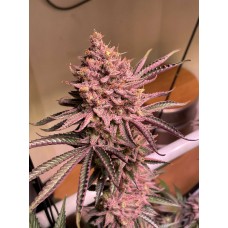 Семена конопли Seriotica Феминизированные Serious seeds