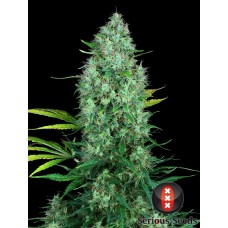 Семена конопли Serious 6 Феминизированные Serious seeds