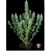 Семена конопли Serious Happiness Феминизированные Serious seeds