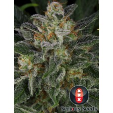 Семена конопли Serious Kush Феминизированные Serious seeds