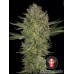 Семена конопли Serious Kush Феминизированные Serious seeds