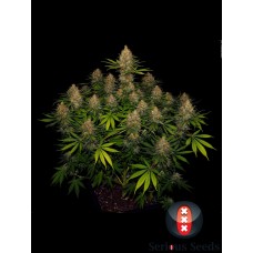 Семена конопли Strawberry AKeil Феминизированные Serious seeds