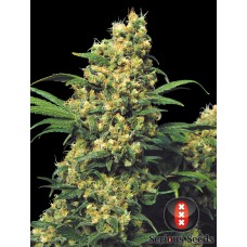 Семена конопли Warlock  Регулярные Serious seeds