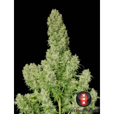 Семена конопли White Russian Феминизированные Serious seeds