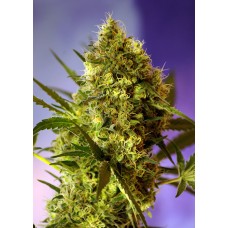 Семена конопли Big Devil #2 Auto Автофеминизированные Sweet  seeds