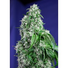 Семена конопли Big Devil F1 Fast Version Феминизированные Sweet  seeds