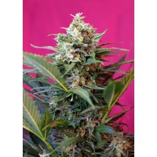 Семена конопли Big Devil XL Auto Автофеминизированные  Sweet  seeds