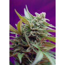 Семена конопли Black Jack Auto Автофеминизированные Sweet  seeds