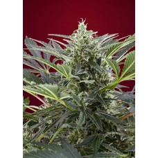 Семена конопли Cream 47 Феминизированные Sweet  seeds