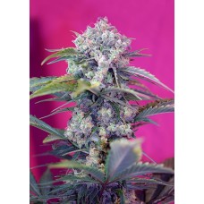 Семена конопли Cream Mandarine XL Auto Автофеминизированные Sweet  seeds