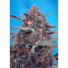 Семена конопли Devil Cream Auto Автофеминизированные Sweet  seeds