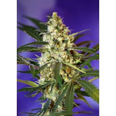 Семена конопли Fast Bud #2 Auto Автофеминизированные Sweet  seeds