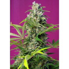 Семена конопли Gorilla Girl Феминизированные Sweet  seeds