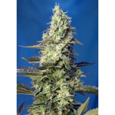 Семена конопли Green Poison XL Auto Автофеминизированные Sweet  seeds