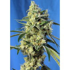 Семена конопли Sweet Amnezia Haze Феминизированные Sweet  seeds