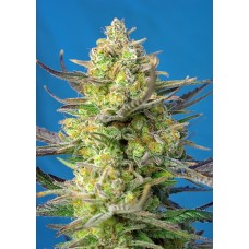 Семена конопли Sweet Cheese XL Auto Автофеминизированные Sweet  seeds