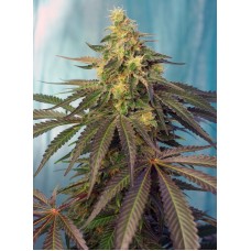 Семена конопли Cream Caramel CBD Феминизированные Sweet  seeds