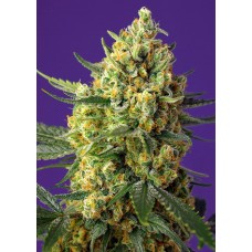 Семена конопли Crystal Candy XL Auto Автофеминизированные Sweet  seeds