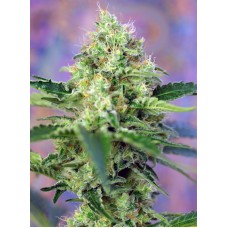 Семена конопли Crystal Candy Феминизированные Sweet  seeds