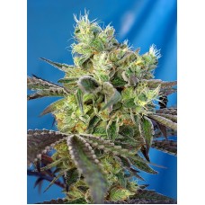 Семена конопли Do-Sweet-Dos Феминизированные Sweet  seeds