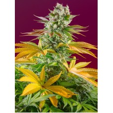 Семена конопли Gorilla Girl F1 Fast Version Феминизированные Sweet  seeds