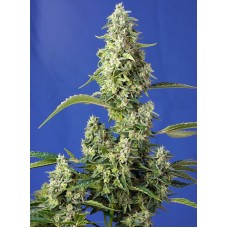 Семена конопли Gorilla Girl XL Auto Автофеминизированные Sweet  seeds