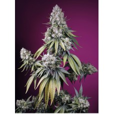 Семена конопли Jealousy Z XL Auto Автофеминизированные Sweet  seeds