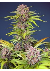 Mimosa Bruce Banner XL Auto