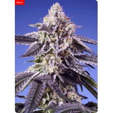 Семена конопли Permanent Jealousy XL Auto Автофеминизированные Sweet  seeds