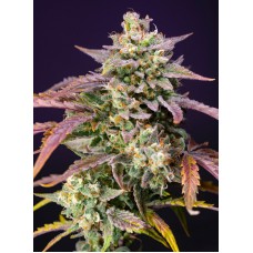 Семена конопли Purple Punch OG XL Auto Автофеминизированные Sweet  seeds