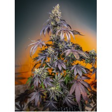 Семена конопли Red Gorilla Girl XL Auto Автофеминизированные Sweet  seeds