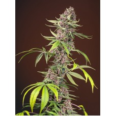 Семена конопли Red Mandarine F1 Fast Version Феминизированные Sweet  seeds
