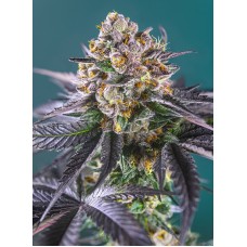 Семена конопли Red Strawberry Banana Auto Автофеминизированные Sweet  seeds