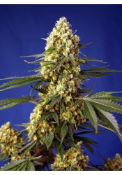 Strawberry Banana Gelato XL Auto