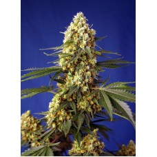 Семена конопли Strawberry Banana Gelato XL Auto Автофеминизированные Sweet  seeds
