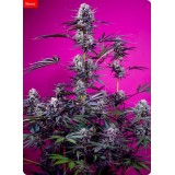 Studio 54 Stardust Auto