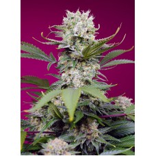 Семена конопли Sweet Mandarine Zkittlez XL Auto Автофеминизированные Sweet  seeds
