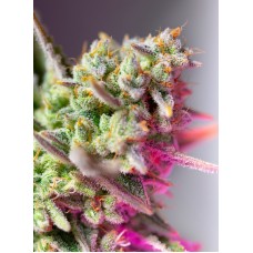Семена конопли Sweet Mimosa XL Auto Автофеминизированные Sweet  seeds