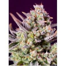 Семена конопли Sweet Zenzation XL Auto Автофеминизированные Sweet  seeds